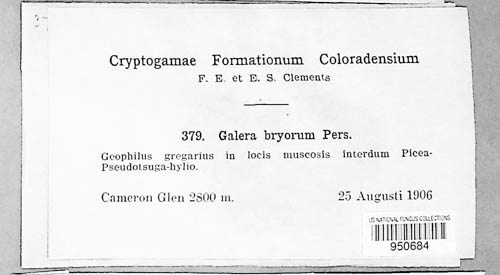 Galerina hypnorum image